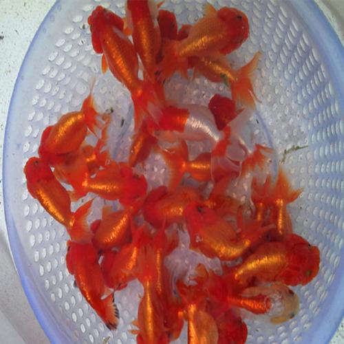 虎头金鱼淡水观赏鱼小金鱼养殖场活体饲料猫狮国狮鱼