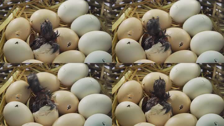 小鸡刚出生视频
