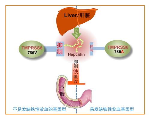 tmprss6基因多态性调控铁稳态代谢模式图