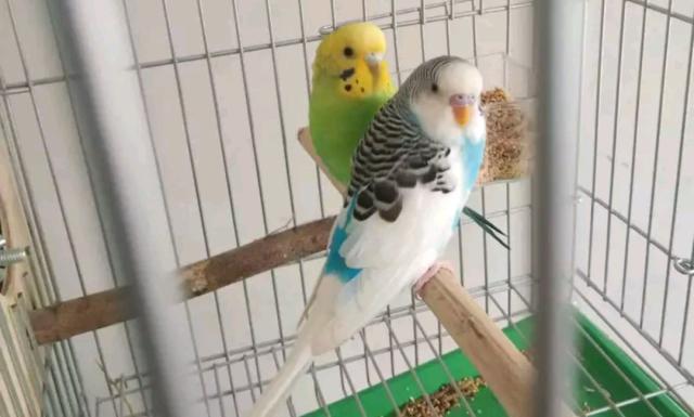 为何人工繁殖虎皮鹦鹉的成功率更高呢?