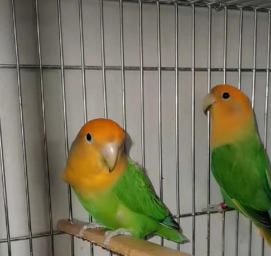 合法桃脸牡丹鹦鹉活鸟活物黄桃绿桃幼雏鸟半毛小鸟宠物鸟手养亲人