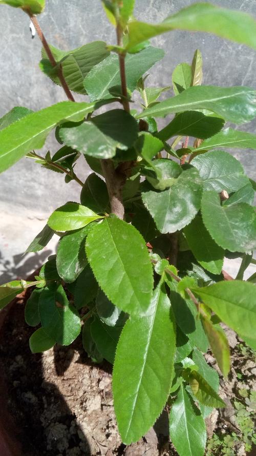 请问这是日本海棠花吗?