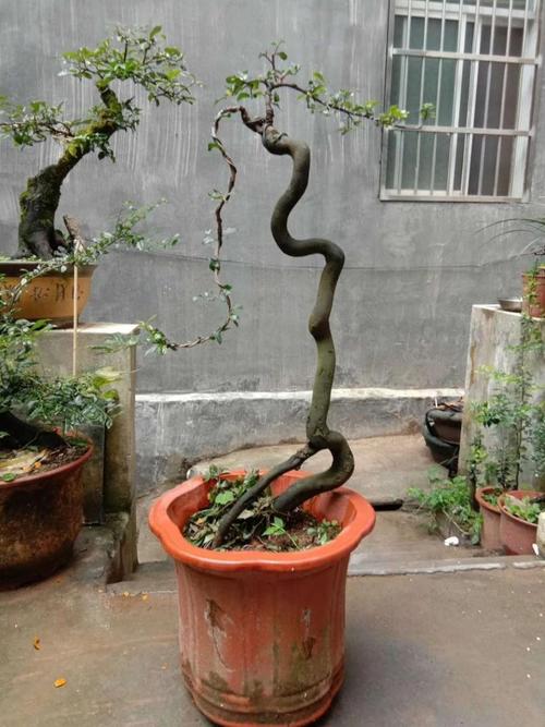 香昔庄园金弹子盆景树苗盆载净化空气四季开花结果带造型母桩小叶葫芦