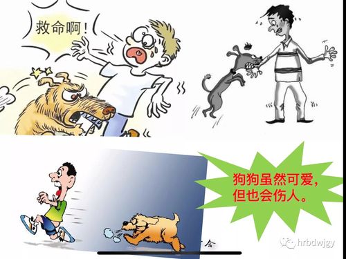 2,小狗虽然可爱,但是它们也会伤人.