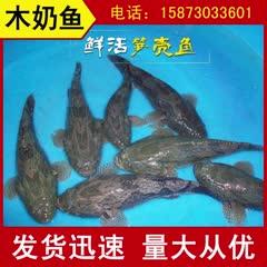 笋壳鱼人工养殖115公斤