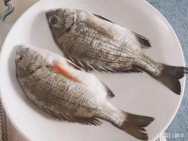 海鲋以前是海边非常常见的海鱼品种,十月海水转凉以后,海鲋会成群