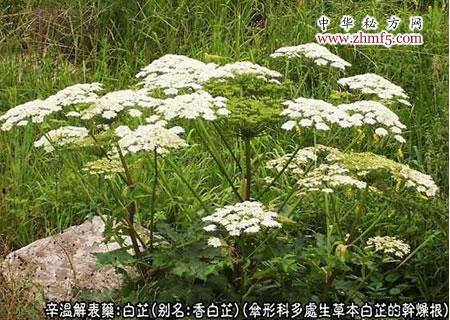 白芷的功效与作用 - 解表药