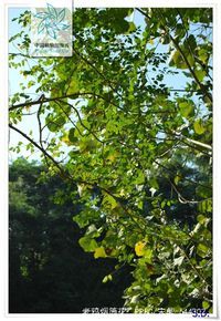 老鸦烟筒花|4|9