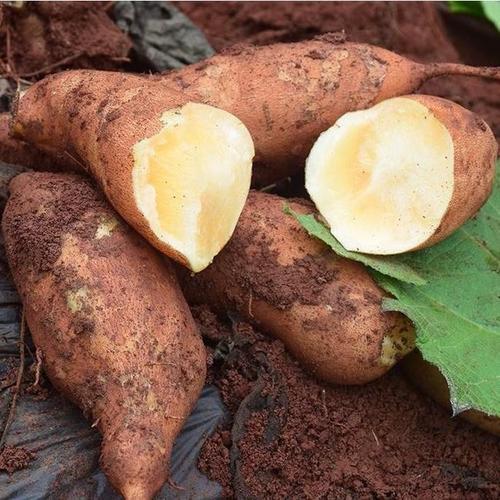 云南雪莲果含有丰富的水分与糖分既甜又脆你吃过吗