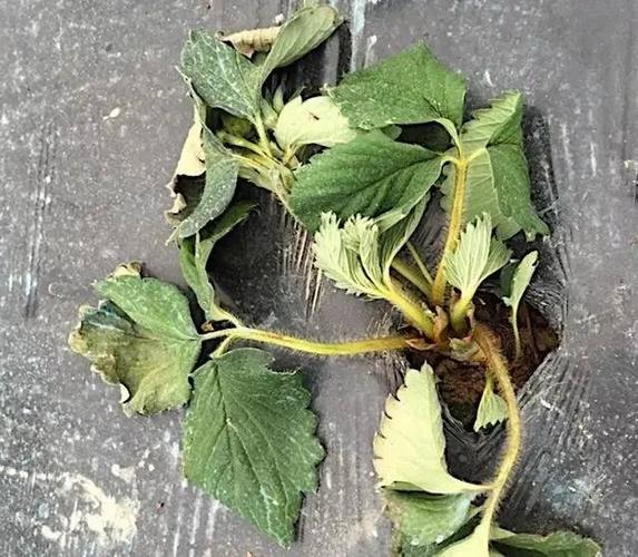 草莓苗期炭疽病红中柱枯萎病蛇眼病高清图解教你打药