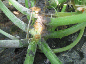 西葫芦疫病的特征及防治方法