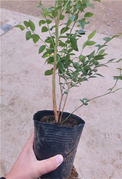 云雀蓝莓苗批发价格/云雀蓝莓苗种植注意事项