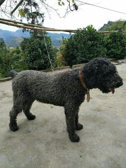 中型,卷毛,黑色,短尾,粘人,活跃的狗是什么狗?