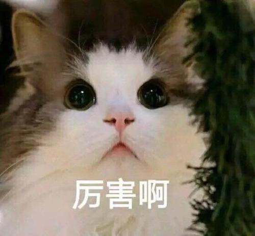 猫咪表情包合集老子可爱吗