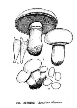 双孢蘑菇