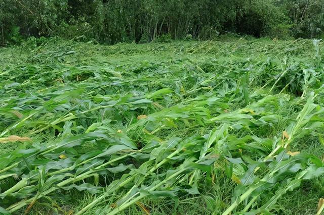大雨过后玉米出现大面积倒伏扶还是不扶
