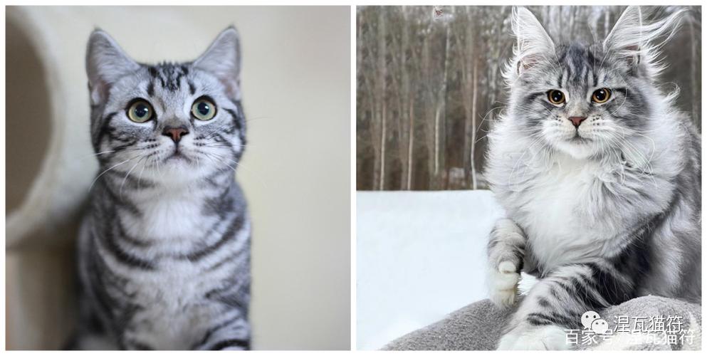 缅因库恩猫丨虎斑系列一