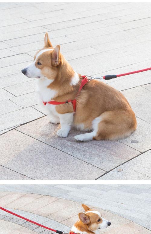 凡佰酷狗绳2米栓狗狗牵引绳遛狗绳泰迪大型中型小型犬