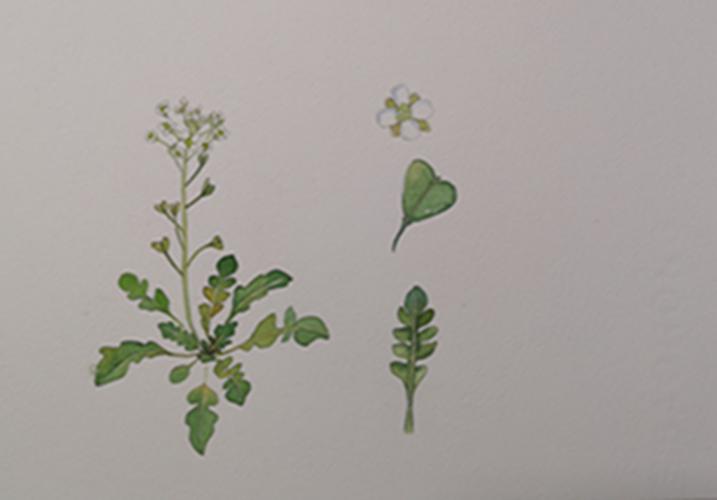 荠菜手绘图 科普志愿者张玮绘制.jpg