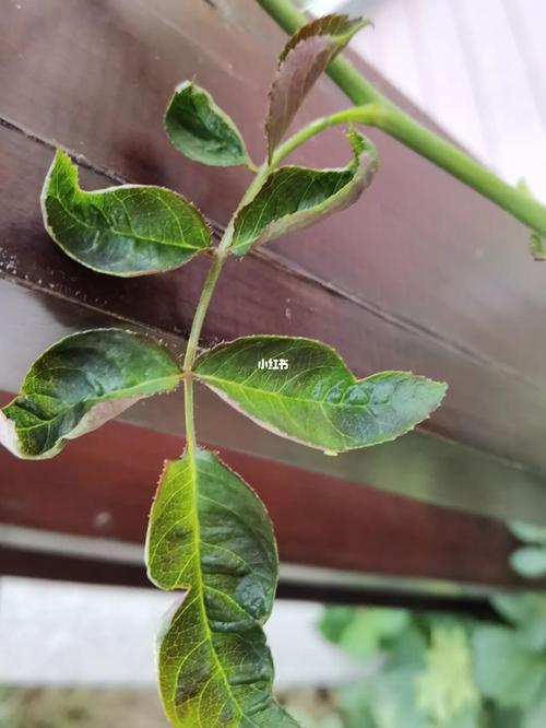 月季新叶子打卷,焦枯感_月季_家居家装_家居装饰_花艺