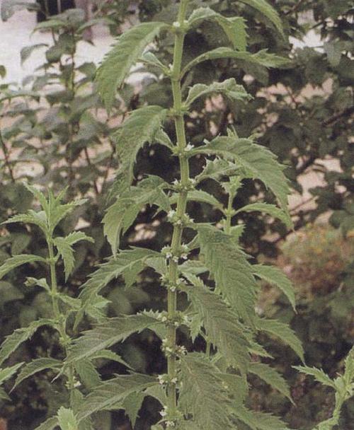 泽兰图片(共5张)