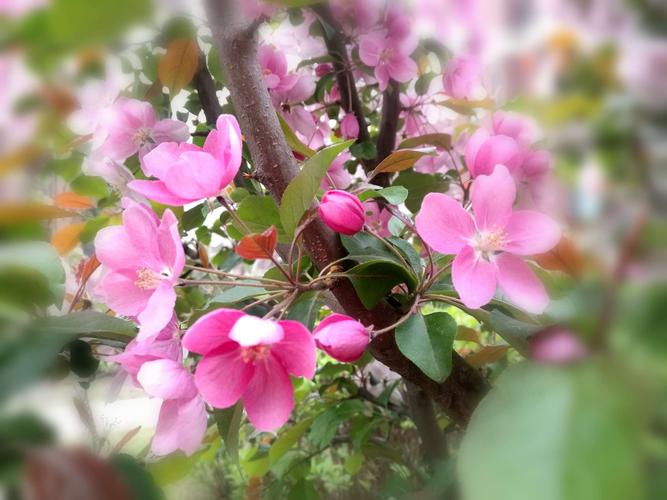 琼花——扬州市市花