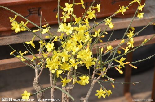迎春花图片