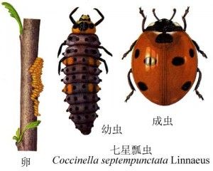 七星瓢虫成长过程