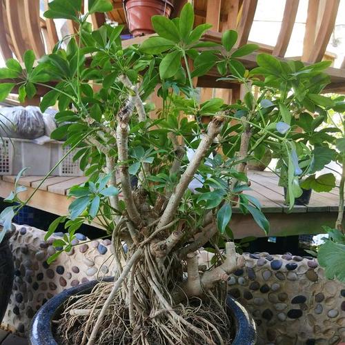 家有鸭掌木,土里浇"一水",养成盆景老桩