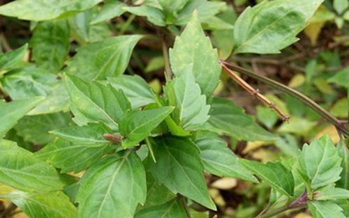 猫须草怎么养?猫须草的养殖方法和注意事项