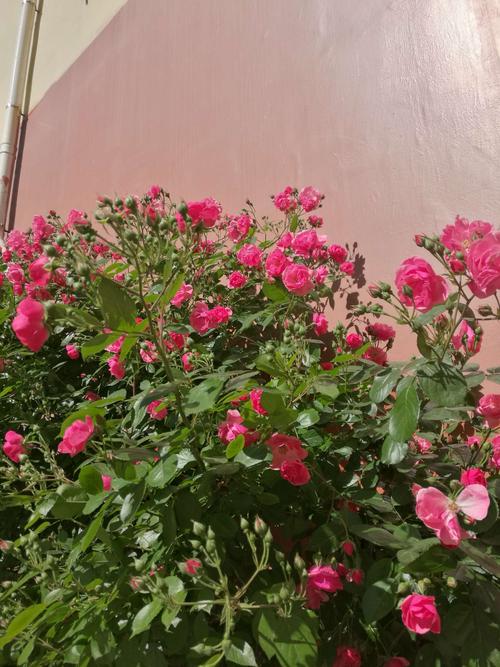 我们樱花小区里的月季花漂亮吧?