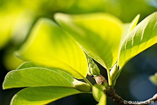 玉兰树叶