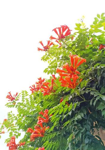 解疙瘩花语毁誉参半凌霄花