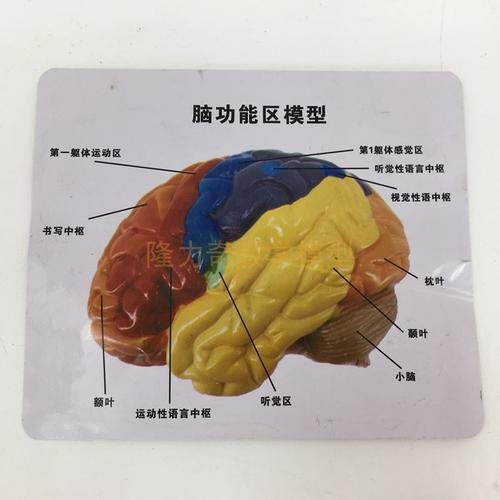 模型功能区域人体大脑解剖人脑构造其他模型玩具