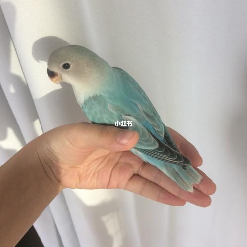 一张图带你认识全牡丹鹦鹉品种!