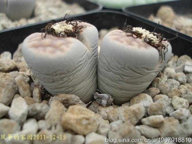 浅谈生石花的脱皮断水