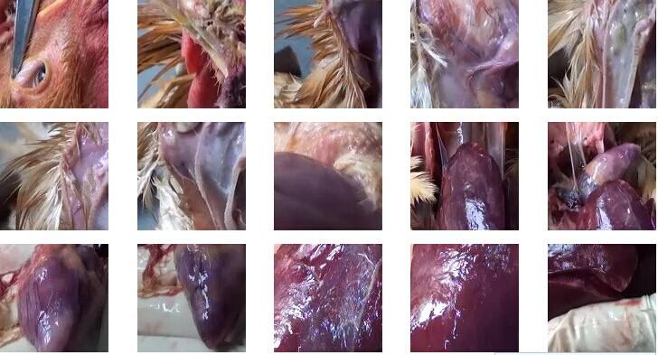 鸡马立克氏病的治疗方法