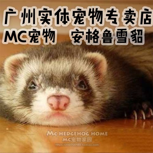 宠物貂活体 玛雪儿