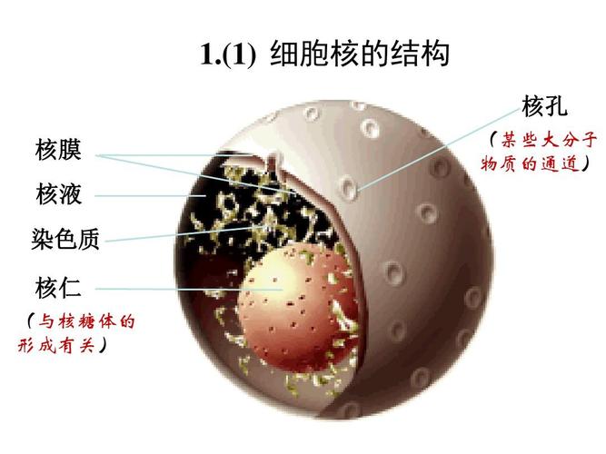 高一生物细胞核和细胞器》ppt