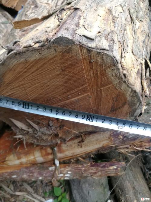 柘木黄金檀崖桑柞刺树黄疗刺柘桑树柘桑川破石 - 批木