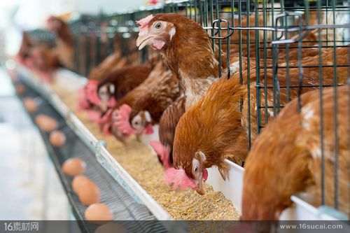 养殖场里正在吃食物的家禽高清图片