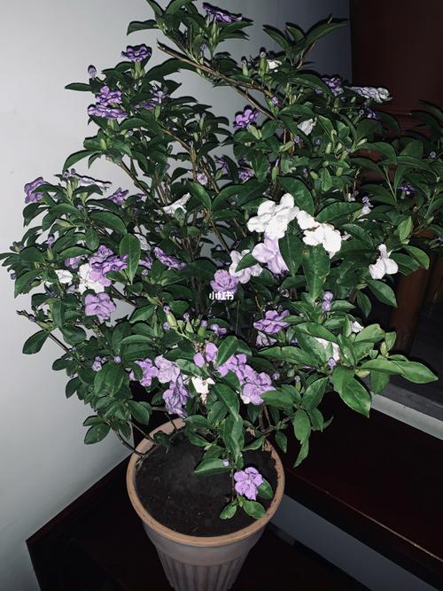 双色茉莉_花市_家居家装_家居装饰