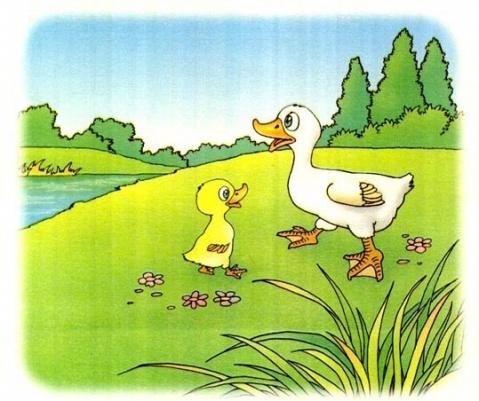 小学作文 看图写话 > 看图写话 小鸭子学游泳   小鸭学游泳