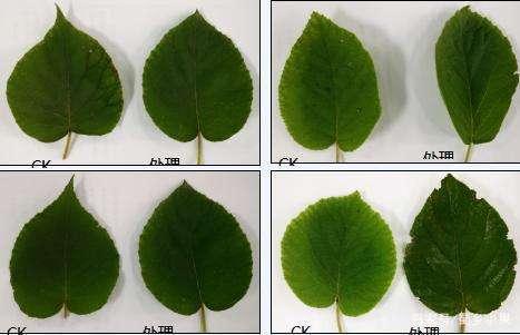 如何判断猕猴桃需要补充什么元素?各元素对其有什么