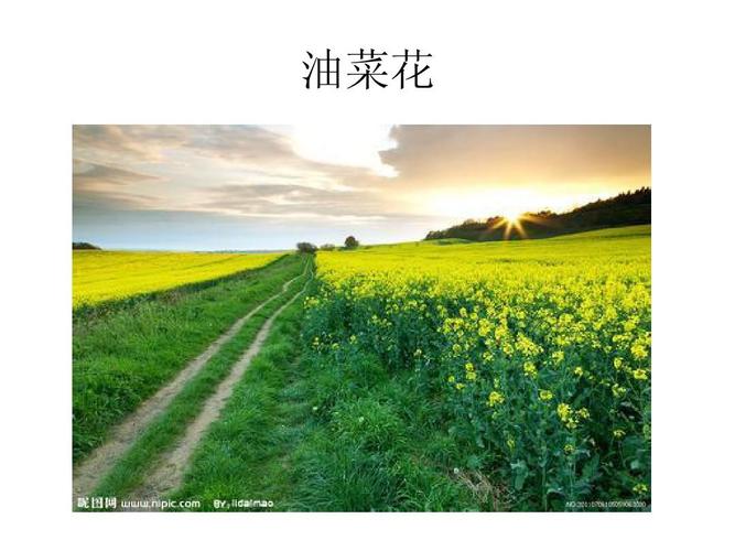 油菜花