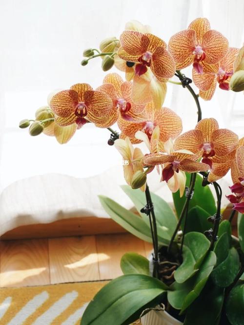 黄金甲蝴蝶兰_蝴蝶兰_黄金_花店_合肥花店_家居家装_家居装饰_花艺