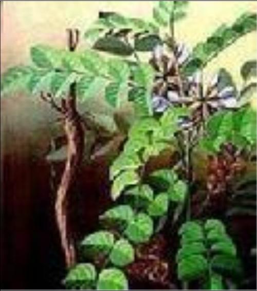 苦甘草