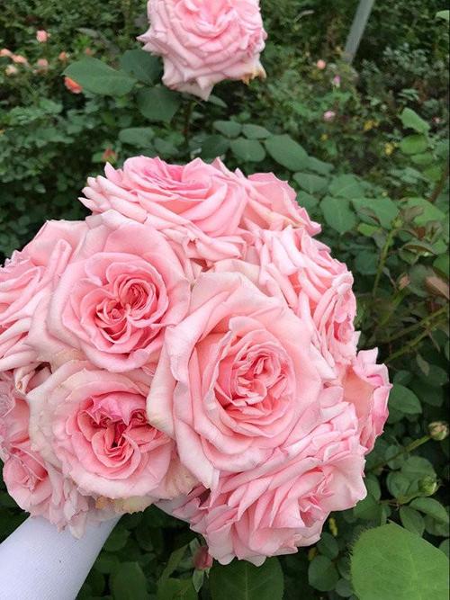 又美又香的切花玫瑰—"粉荔枝",是这个月季花品种,在家也能养