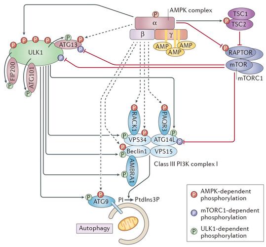 图说ampk及其信号通路的功能
