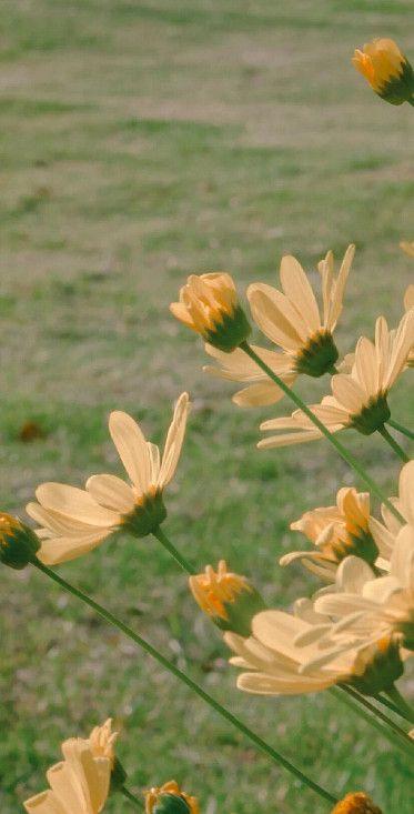 适合妈妈用的手机壁纸